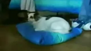 Руда твіст на член pov порно відео українське